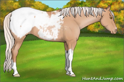Horse Color:Silver Bay Pearl Appaloosa 