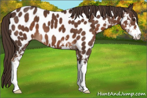 Horse Color:Liver Chestnut Sabino Near Leopard 