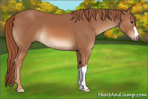 Horse Color:Chestnut 
