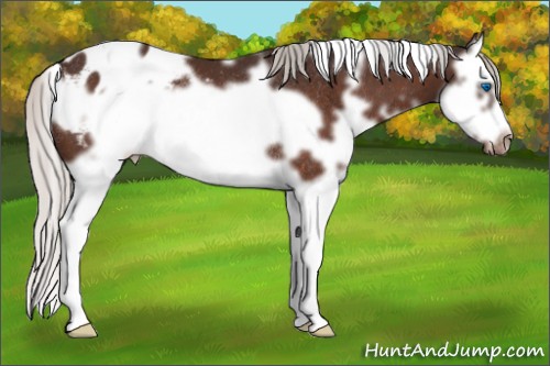 Horse Color:White Spotted Silver Brown Splash Frame Appaloosa Rabicano 