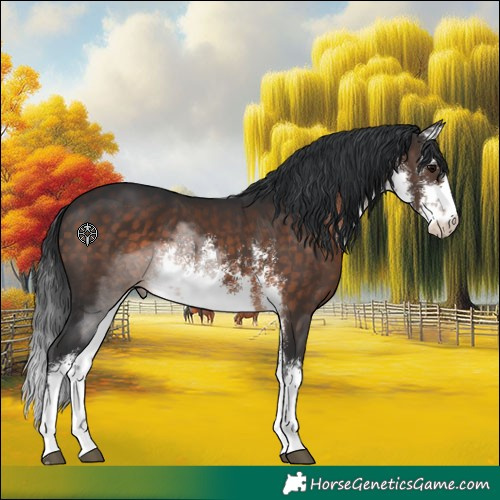 Horse Color:White Spotted Brown