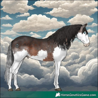 Horse Color:White Spotted Brown Splash 