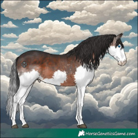 Horse Color:White Spotted Brown Splash 