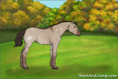 Horse Color:Liver Red Dun Sabino 