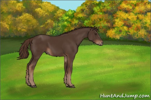 Horse Color:Liver Chestnut Sabino 