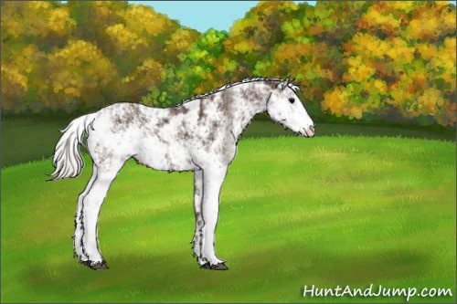 Horse Color:Silver Black Sabino 
