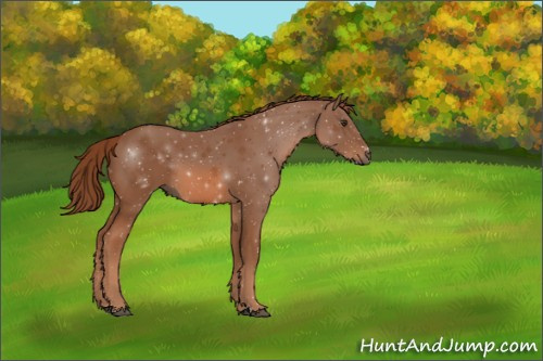 Horse Color:Chestnut Sabino 