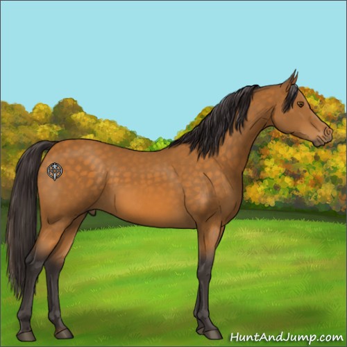 Horse Color:Buckskin Sabino 