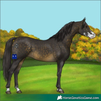 Horse Color:Buckskin Sabino 