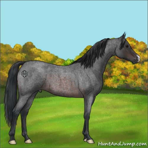 Horse Color:Brown Roan 