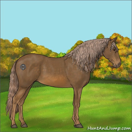 Horse Color:Chocolate Palomino 