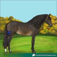 Horse Color:Buckskin 