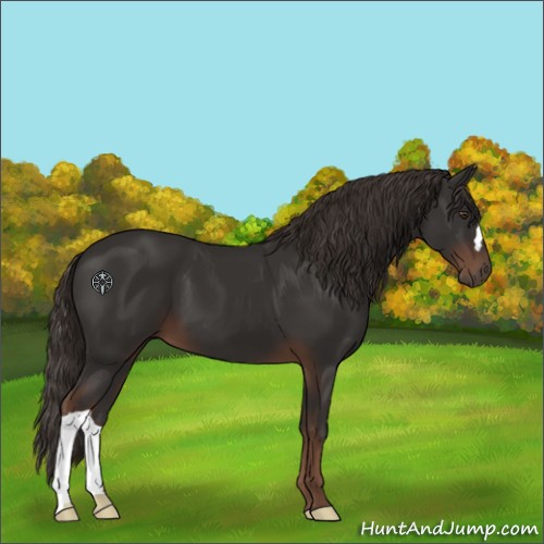 Horse Color:Liver Chestnut 