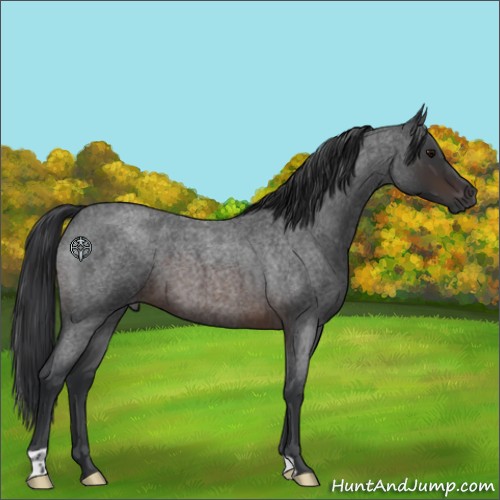 Horse Color:Brown Roan 