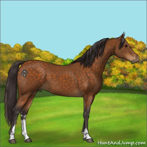 Horse Color:Buckskin Sabino 