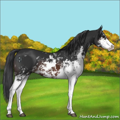 Horse Color:Brown Sabino 