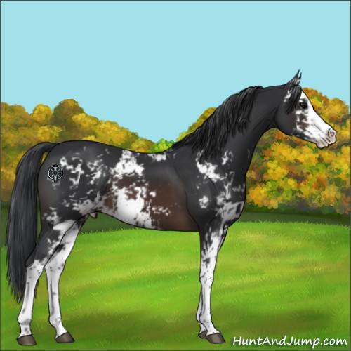 Horse Color:Brown Sabino 