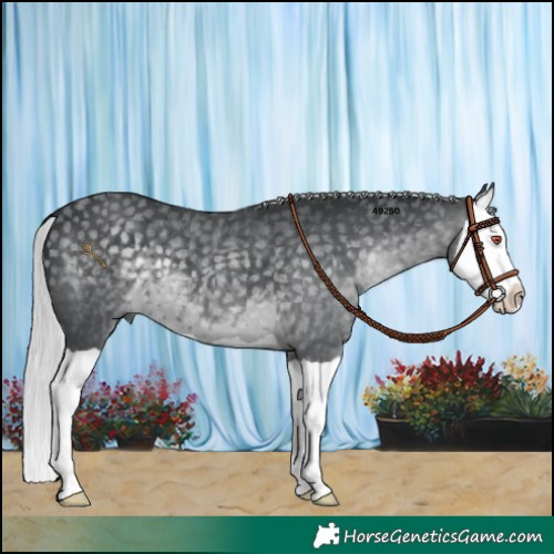 Horse Color:Silver Black Chinchilla Splash