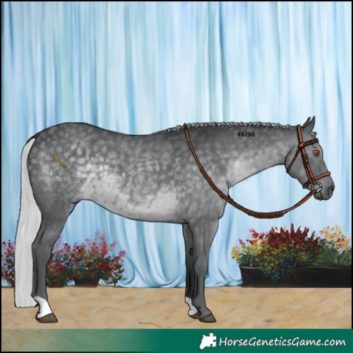 Horse Color:Silver Black Chinchilla