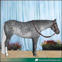 Horse Color:Silver Black Chinchilla 