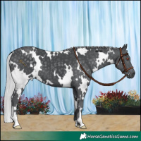 Horse Color:White Spotted Silver Black Chinchilla 