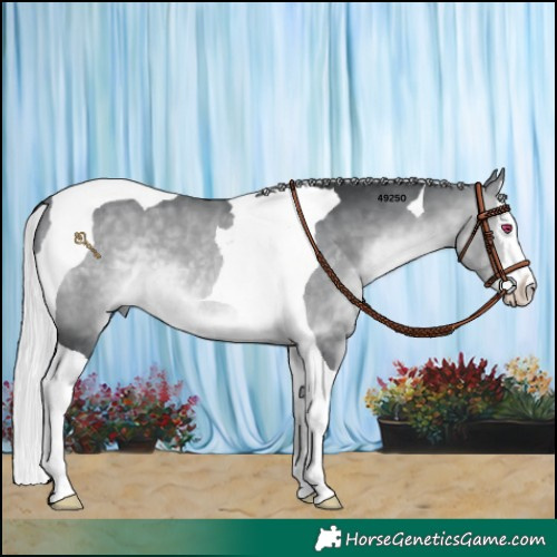 Horse Color:Silver Brown Chinchilla Splash Tobiano