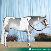 Horse Color:Silver Brown Chinchilla Splash Tobiano 