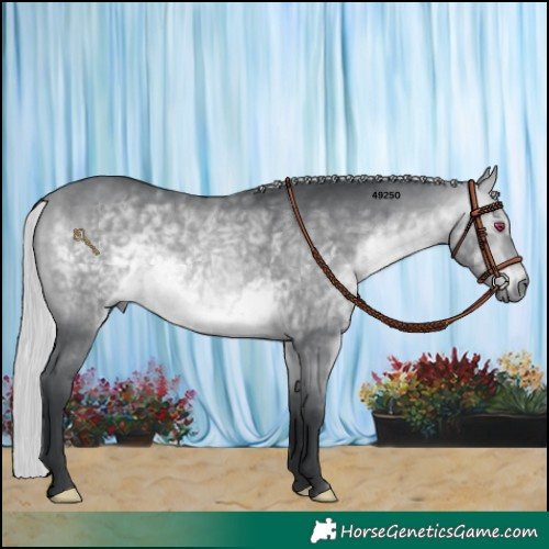 Horse Color:Silver Bay Chinchilla 