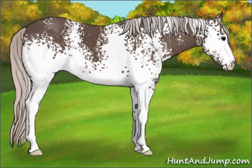 Horse Color:White Spotted Silver Black 