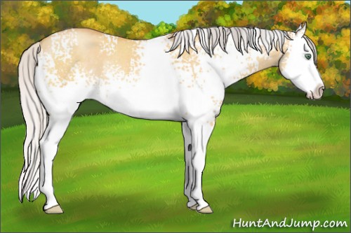 Horse Color:White Spotted Silver Sable Cream Champagne Dun Splash Rabicano 