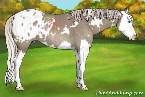 Horse Color:White Spotted Silver Grullo Splash Appaloosa 