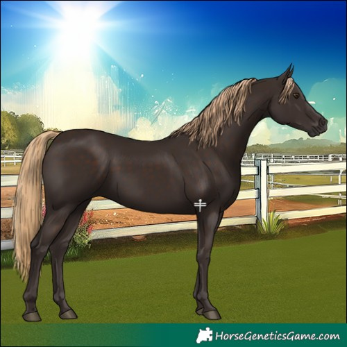 Horse Color:Liver Chestnut