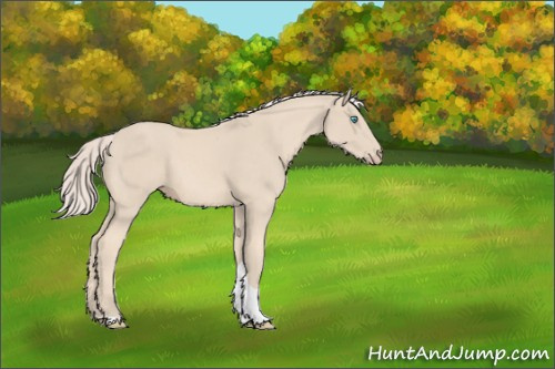 Horse Color:Cremello Tobiano 