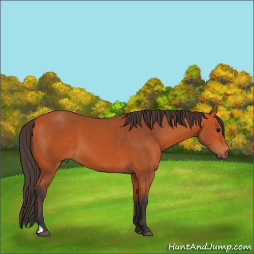 Horse Color:Bay 