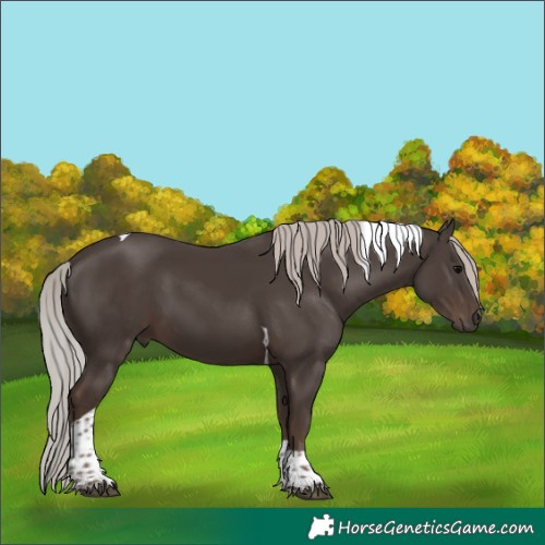 Horse Color:Silver Black Tobiano 