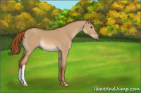 Horse Color:Red Dun 