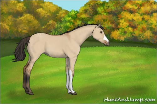 Horse Color:Bay Dun