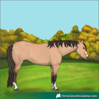 Horse Color:Bay Dun