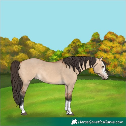 Horse Color:Bay Dun Rabicano 