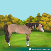 Horse Color:Bay Dun Rabicano 