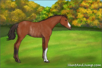 Horse Color:Bay Rabicano 