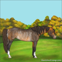 Horse Color:Buckskin Rabicano