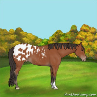 Horse Color:Bay Appaloosa