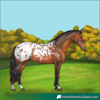 Horse Color:Brown Appaloosa 