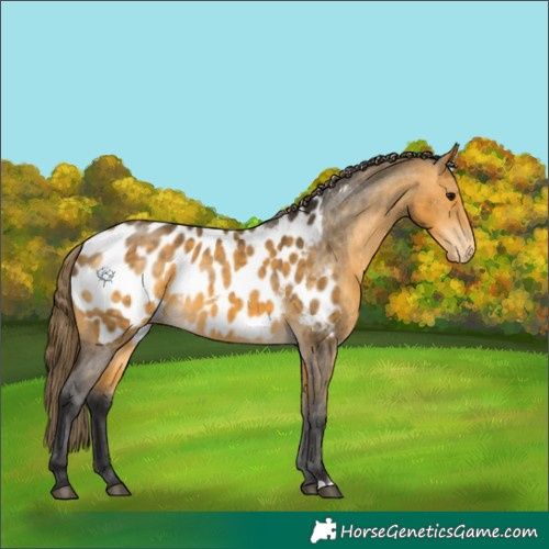 Horse Color:Buckskin Appaloosa 