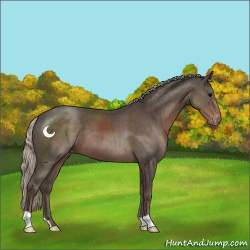 Horse Color:Silver Black Appaloosa 