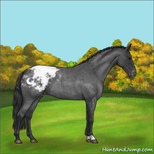 Horse Color:Blue Roan Appaloosa 