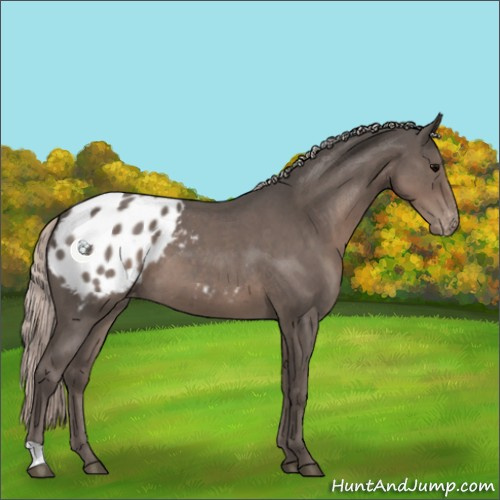 Horse Color:Silver Blue Roan Appaloosa 