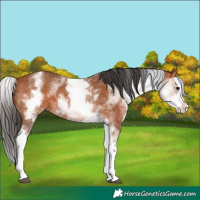 Horse Color:White Spotted Bay Splash 