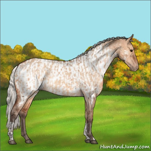 Horse Color:Silver Bay Dun and Silver Bay Dun Appaloosa